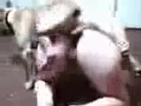 Dog's dick got knotted to whore's fat cock